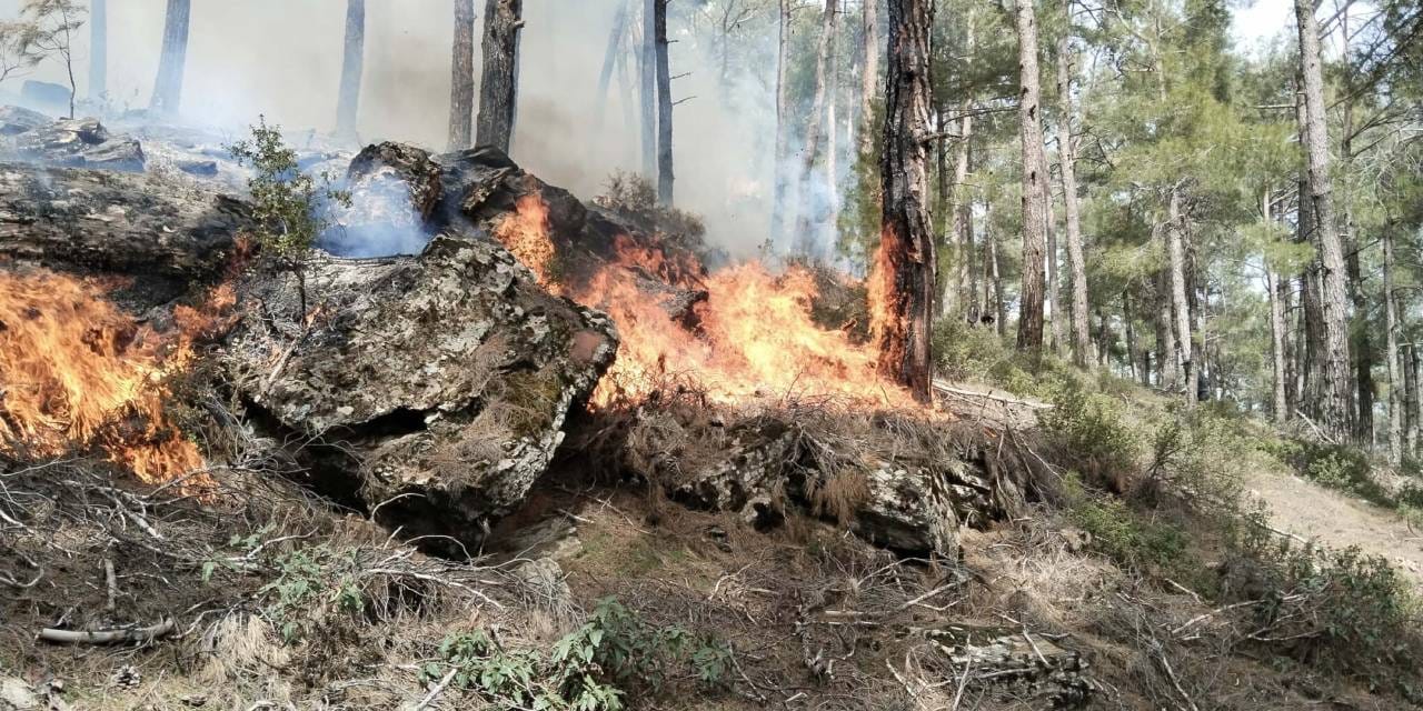 Aydın'da orman yangını! 2 hektar alan zarar gördü