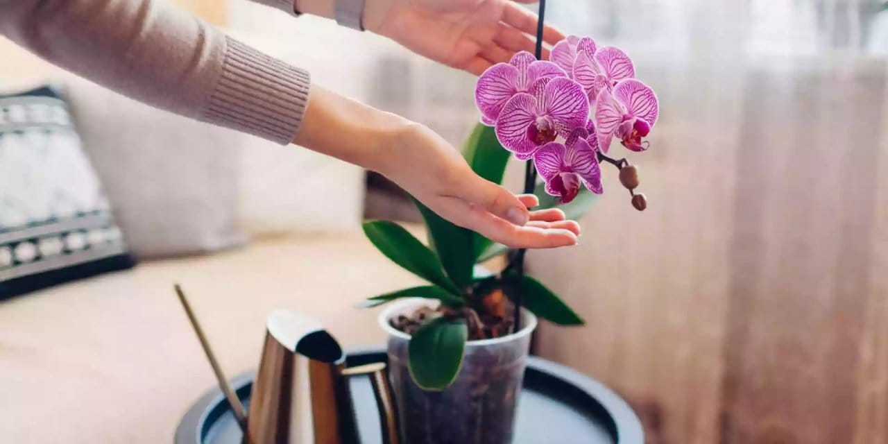 Tarçınla orkideniz çılgınca çiçek açacak!