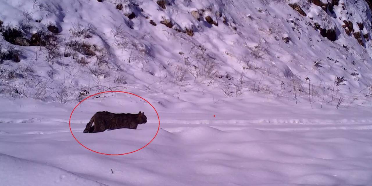 Nesli azalan hayvanlar listesindeydi: Bursa’da görüntülendi!