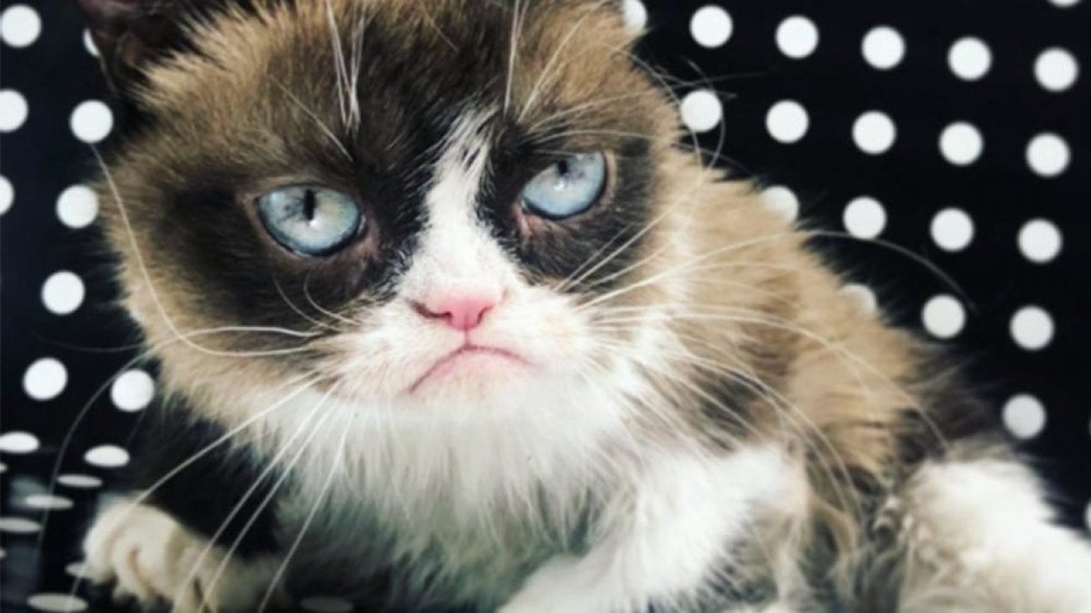 Fenomen kedi Grumpy Cat öldü!