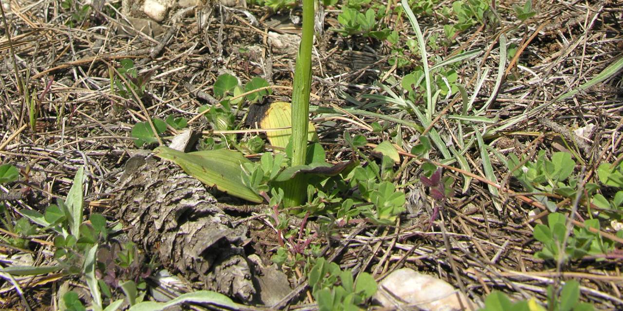 Dünyada sadece Kemer'de yetişiyor: Koparmanın cezası 557 bin TL!