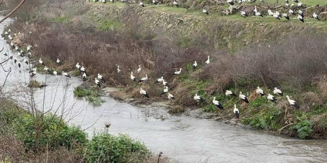 Baharın habercisi Bilecik’e geldi