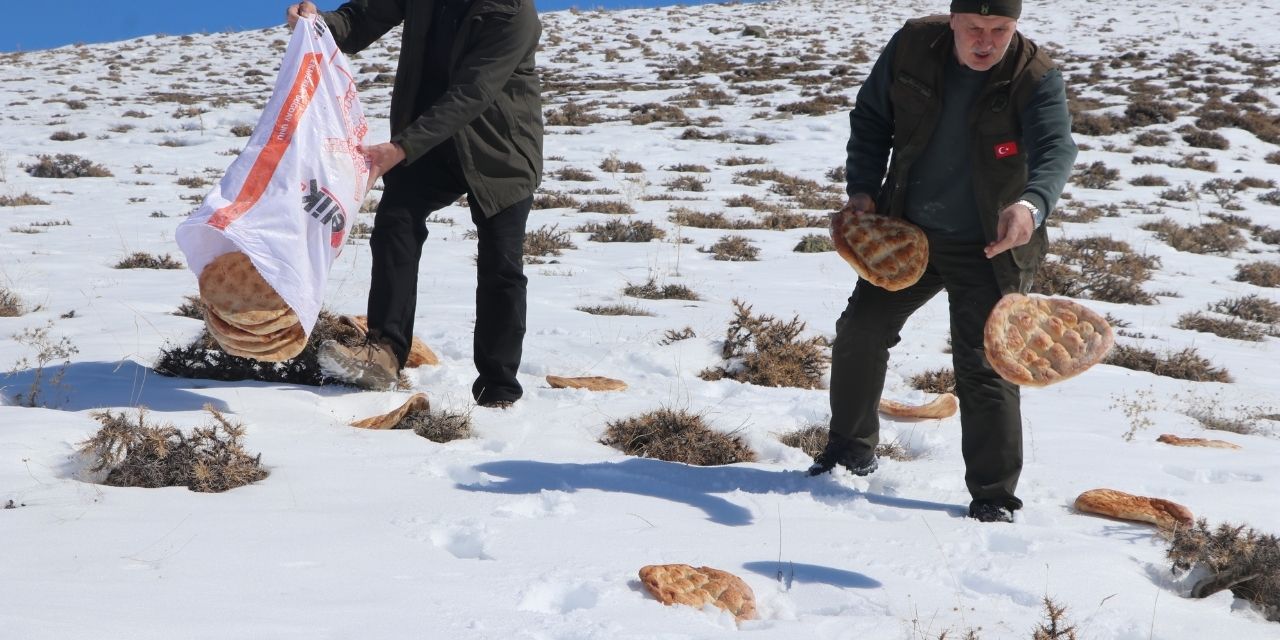Yaban hayvanları için 14 ton yem doğaya bırakıldı