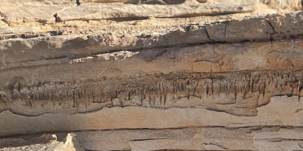 Çölde bilinmeyen yaşam formu bulundu