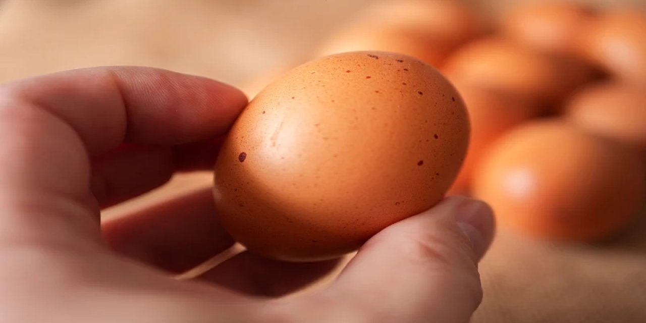 Tavuklar bile şaşırdı! Bu “mükemmel yumurta” açık artırmada rekor fiyata alıcı buldu