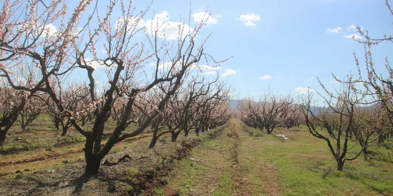 Meyve ağaçlarını don vurdu: Meyve sezonu başlamadan bitti