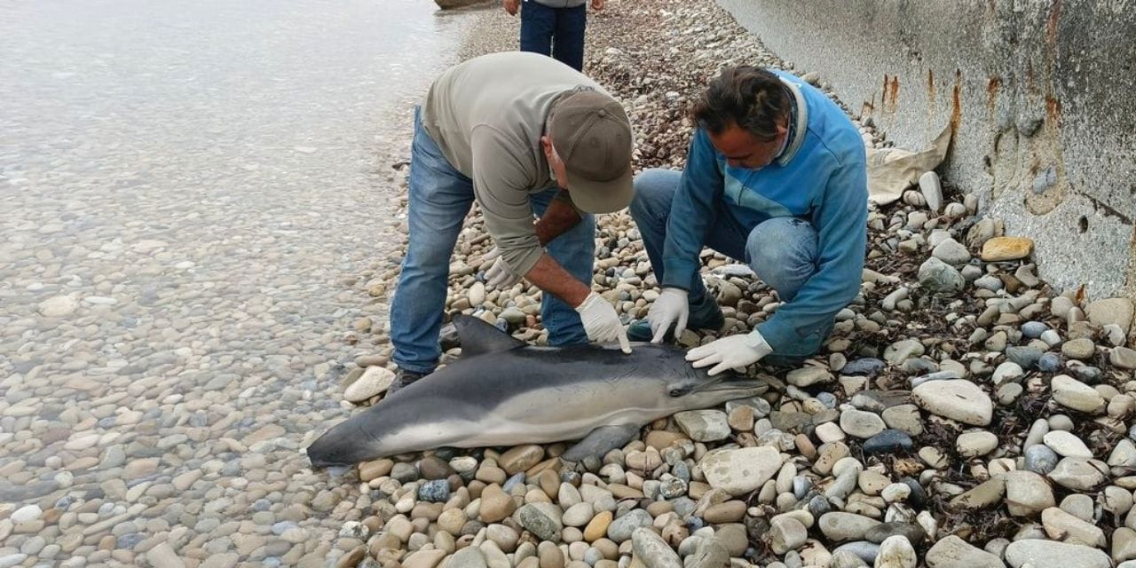 Kuşadası'nda ölü yunus alarmı!