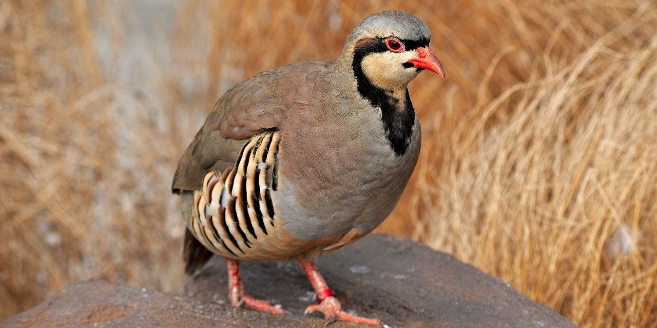 Kaçak avcılığa 176 bin 510 lira ceza