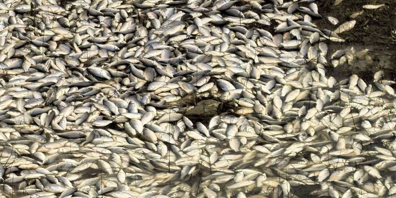 Kuraklık nedeniyle toplu balık ölümü yaşandı