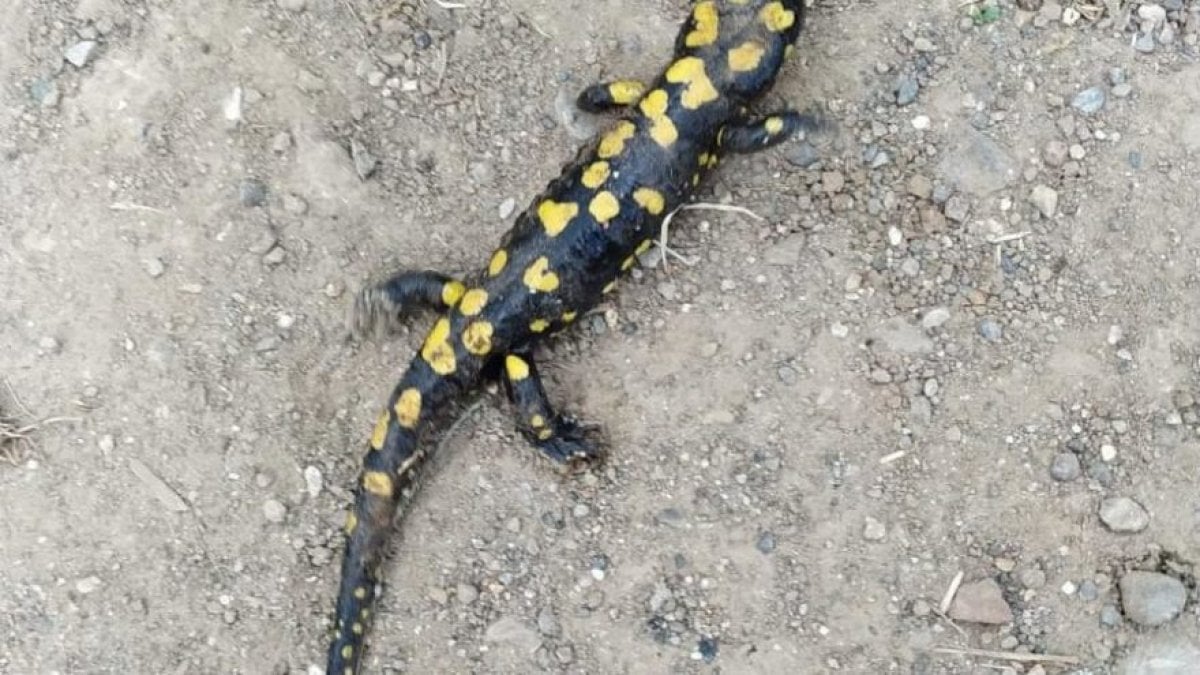 Bingöl'de Türk semenderi görüldü