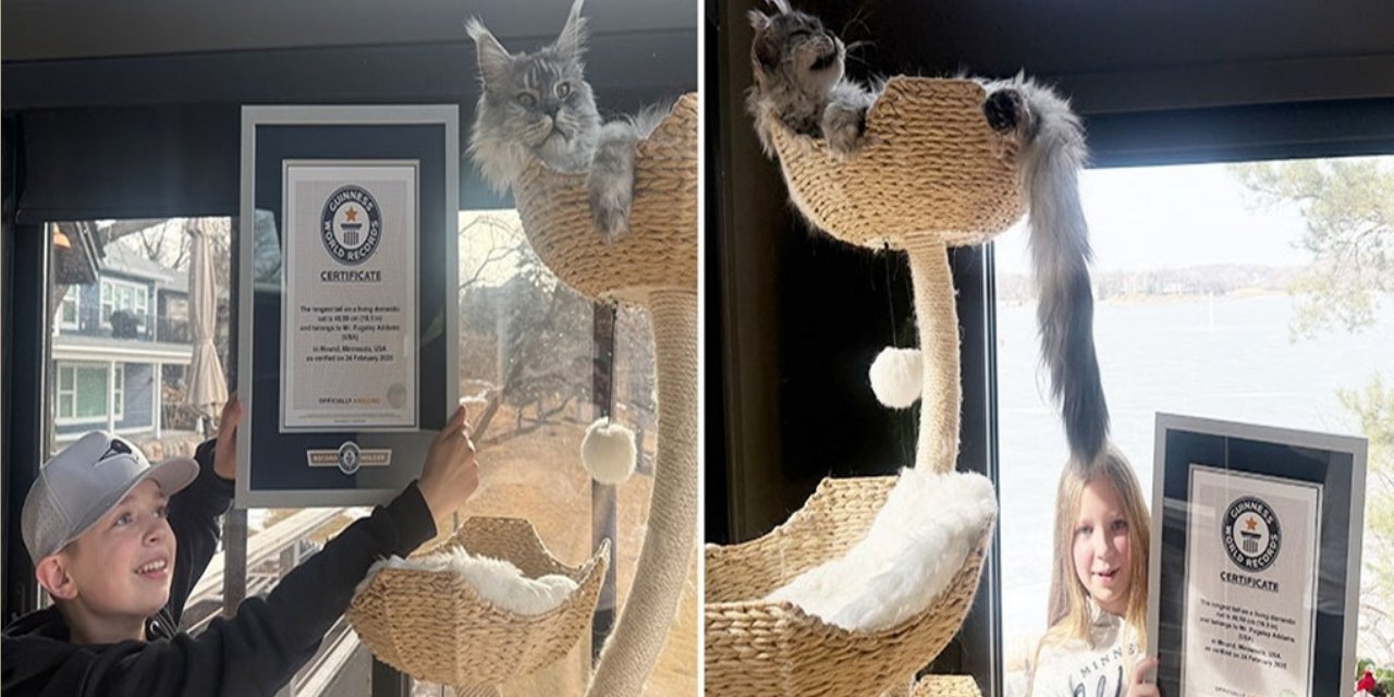 Bu kedinin kuyruğu 46,99 santimetre