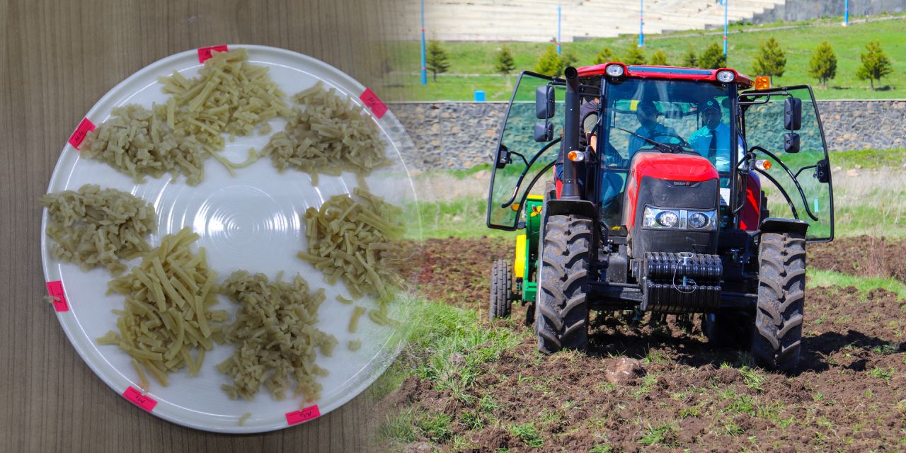 13 bin yıllık tohum kampüste filizlendi