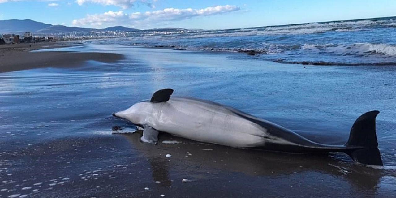 Ölü yunus Samsun'da sahile vurdu