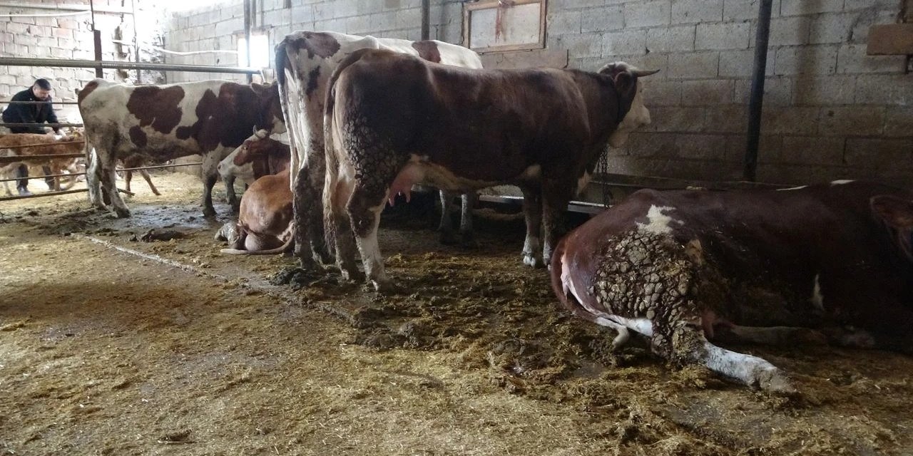 Malatya'da inekleri elektrik çarptı