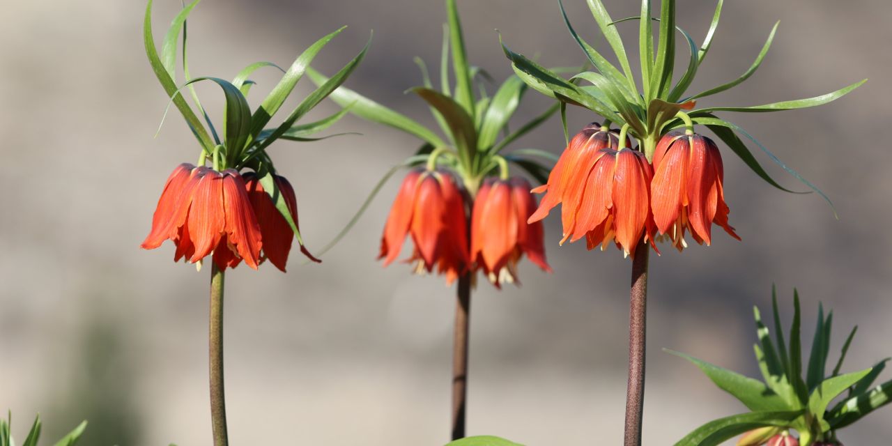 Doğanın hüzünlü güzelliği: Ters laleler 20 günlüğüne sahnede