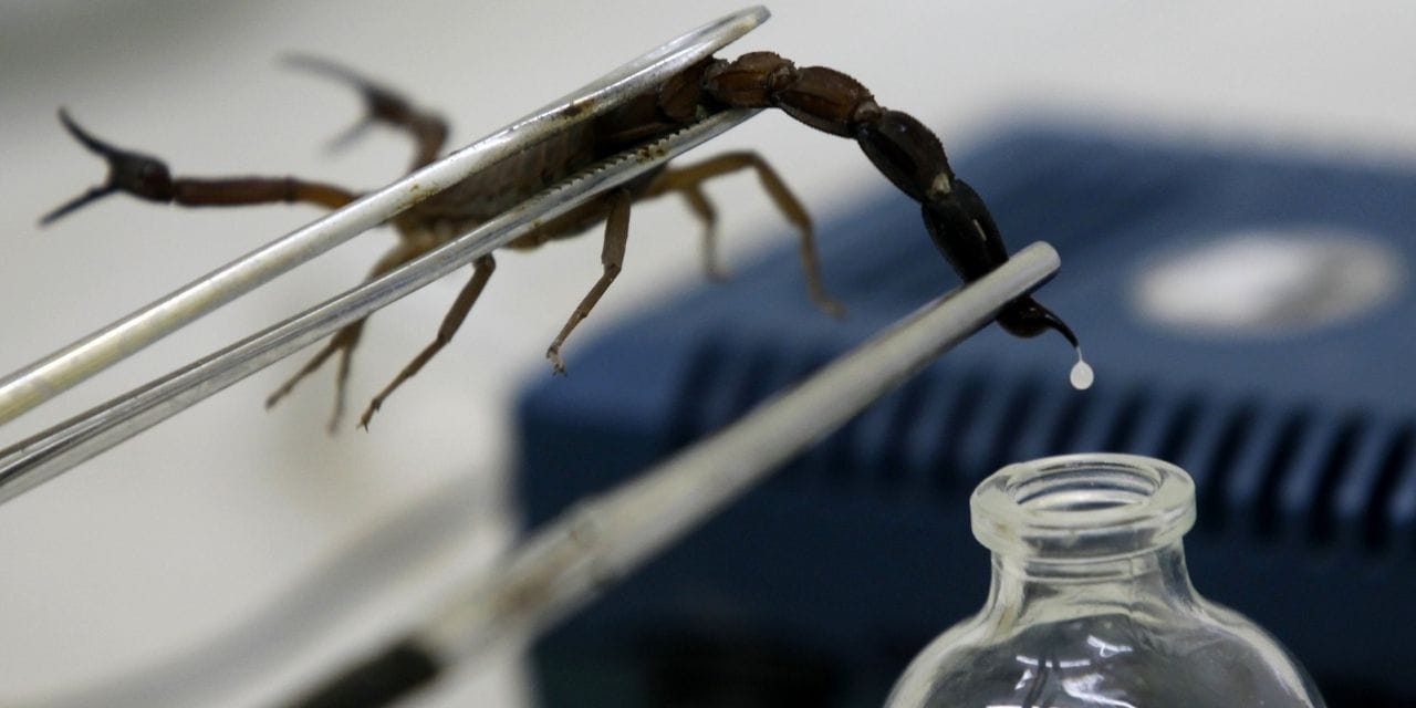 Türkiye'den dünyaya akrep zehri üretimi