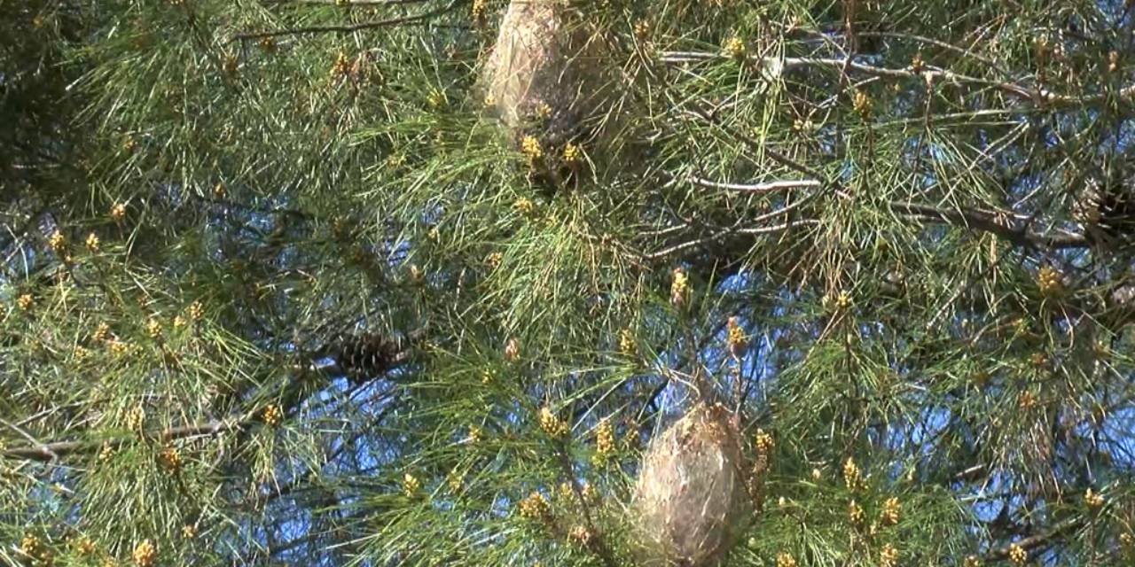 Antalya'da yoğun şekilde görülmeye başladı: İnsan sağlığını tehdit ediyor