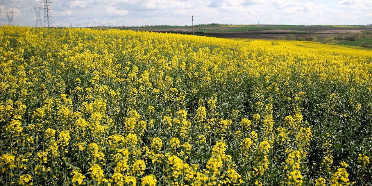 Edirne sapsarı oldu