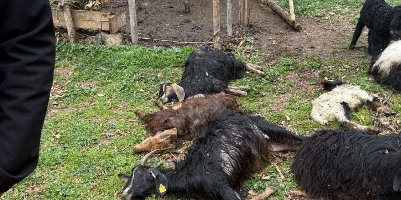 Ağıla girdiler 18 keçiyi öldürdüler!