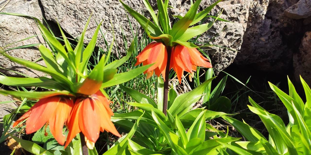 Batman'da 'ağlayan gelin' açtı: 15 günlük ömrü var