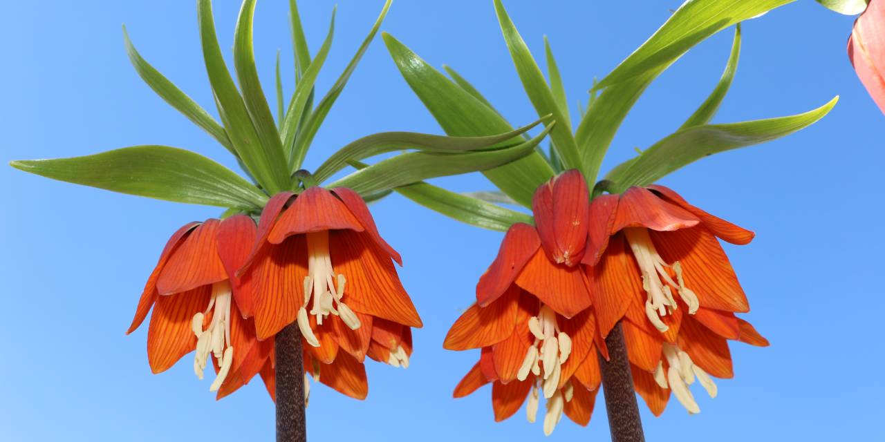 Ters laleler 15 günlüğüne açtı