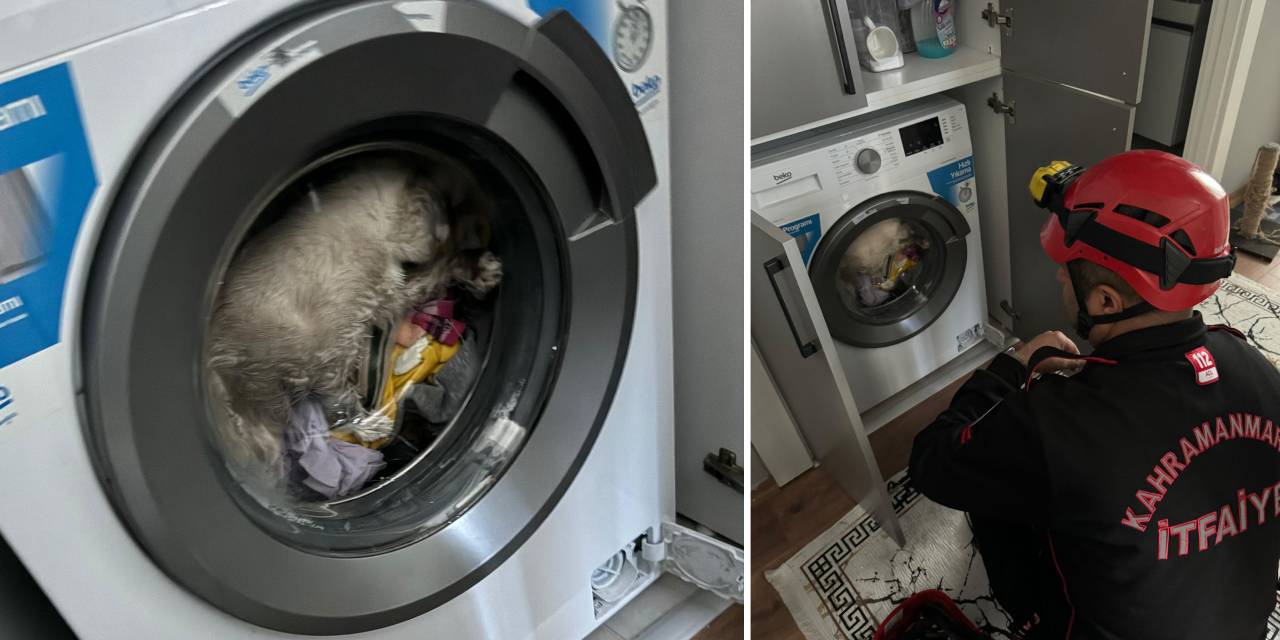 Sahibi fark etmedi: Kedi çamaşır makinesine sıkıştı