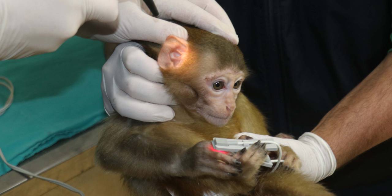 Sınırda bulunan 2 maymun Gaziantep'te karantinaya alındı