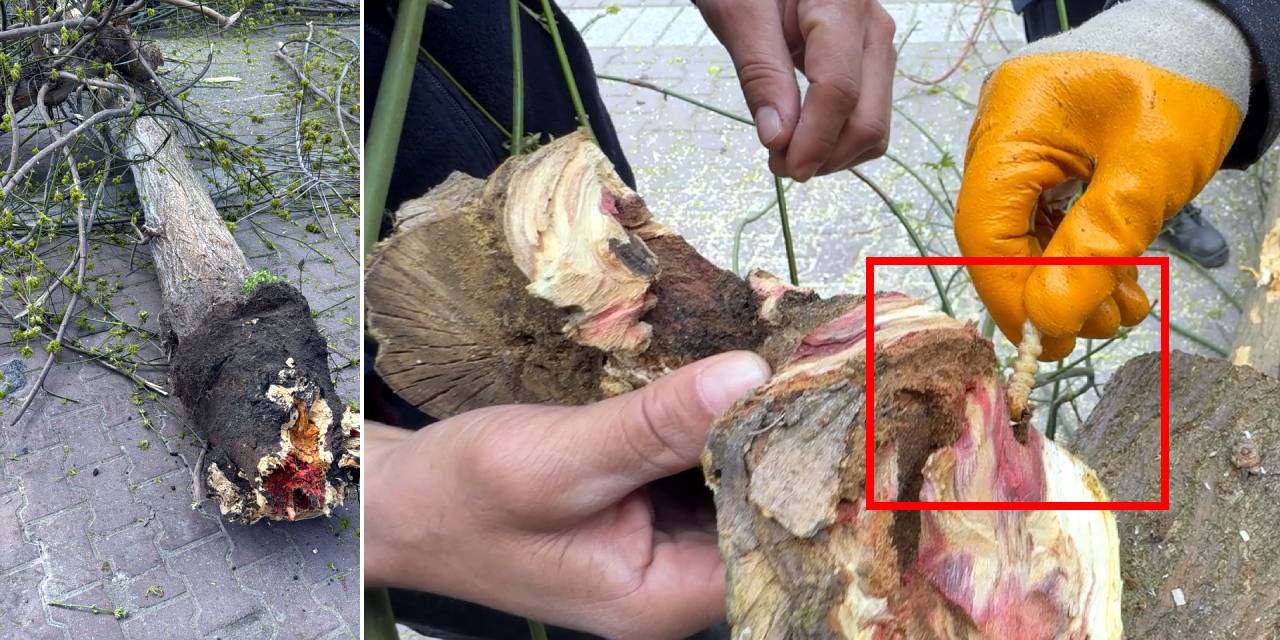 Bakanlığın 'Kırmızı bülten' ile uyardığı böceklerin çürüttüğü çok sayıda ağaç imha edildi