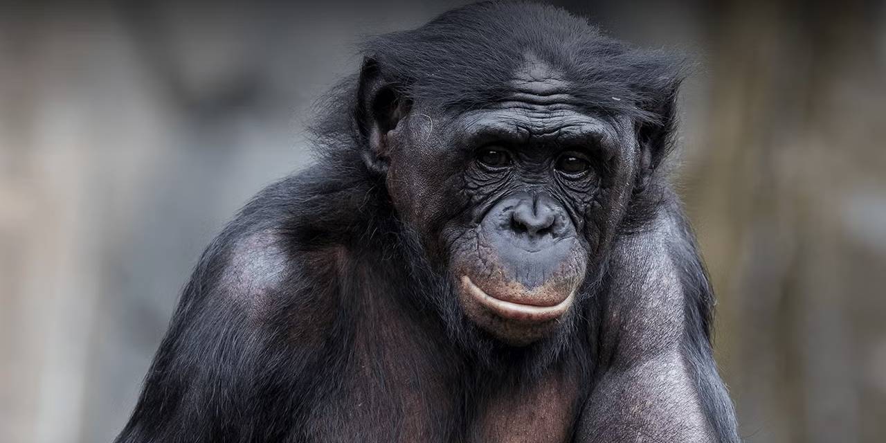 İnsanlara özgü sanılıyordu: Cüce şempanzeler de bunu yapıyor