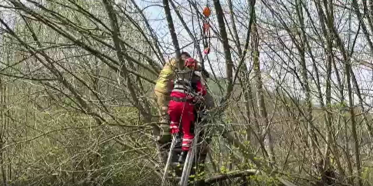 5 metre yükseklikteki ağaçta kala kaldı