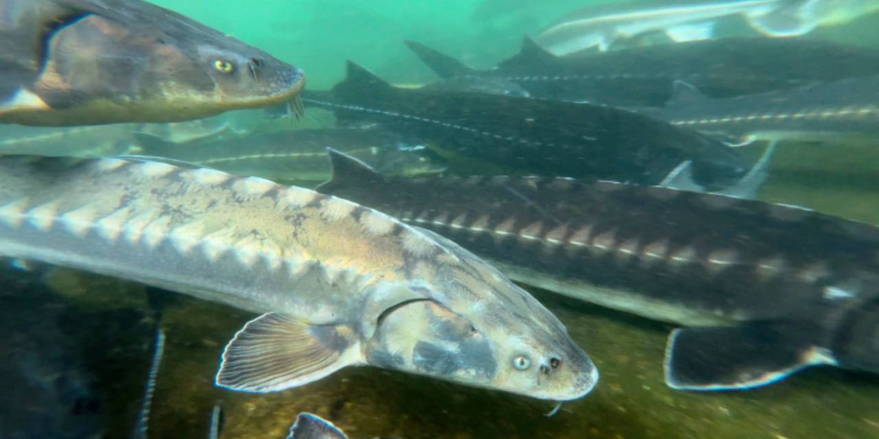 Balık denince akla Şanlıurfa gelecek: 51 milyonla başladı