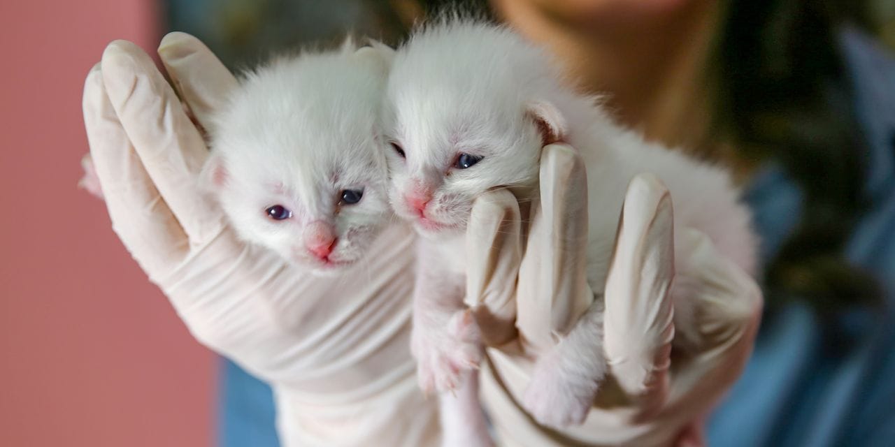 Bir göz mavi, bir göz kehribar… 37 tanesi daha geldi! Bu haber aşırı miyavlama içerir