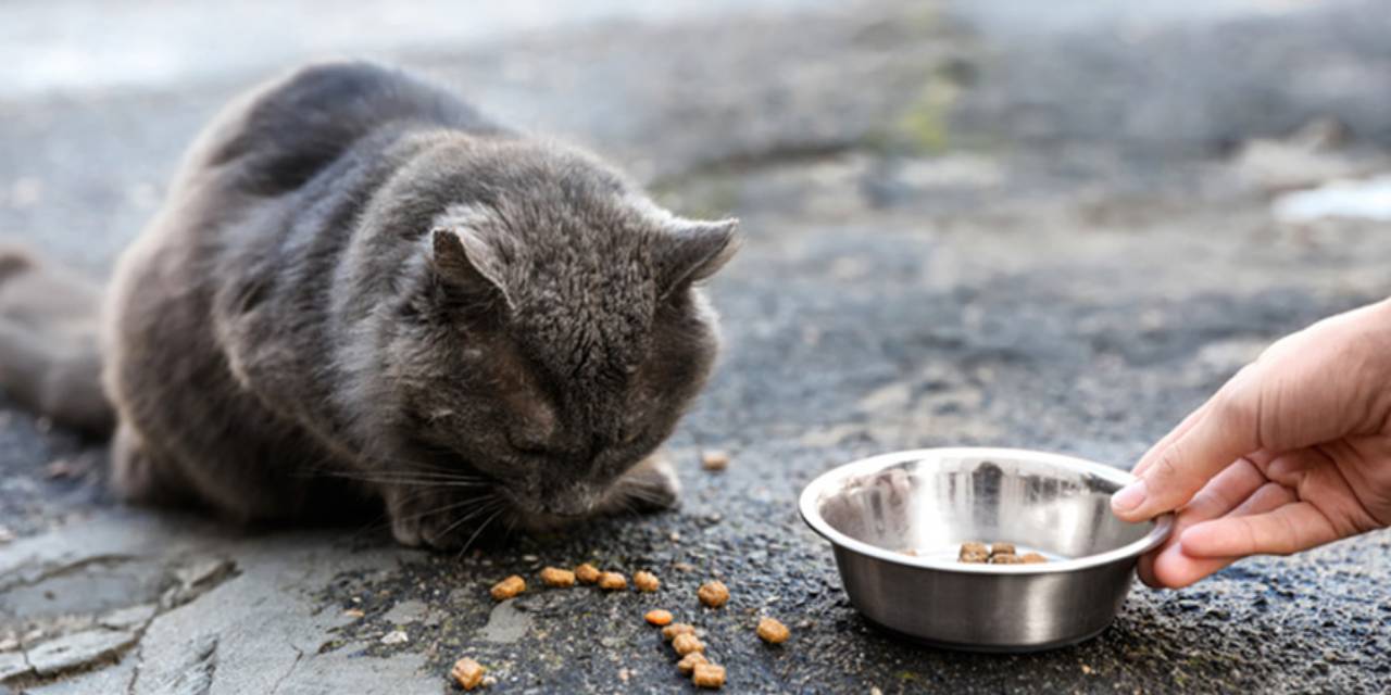 Hayvanları korumakla yükümlü kurumdan akılalmaz talimat!