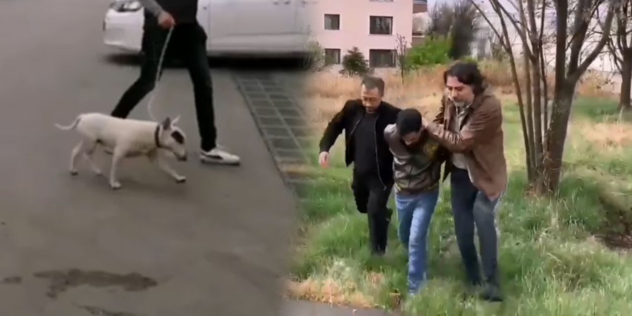 10 bin dolarlık şampiyon köpeği çaldı! Türkiye'de sadece 30 tane var