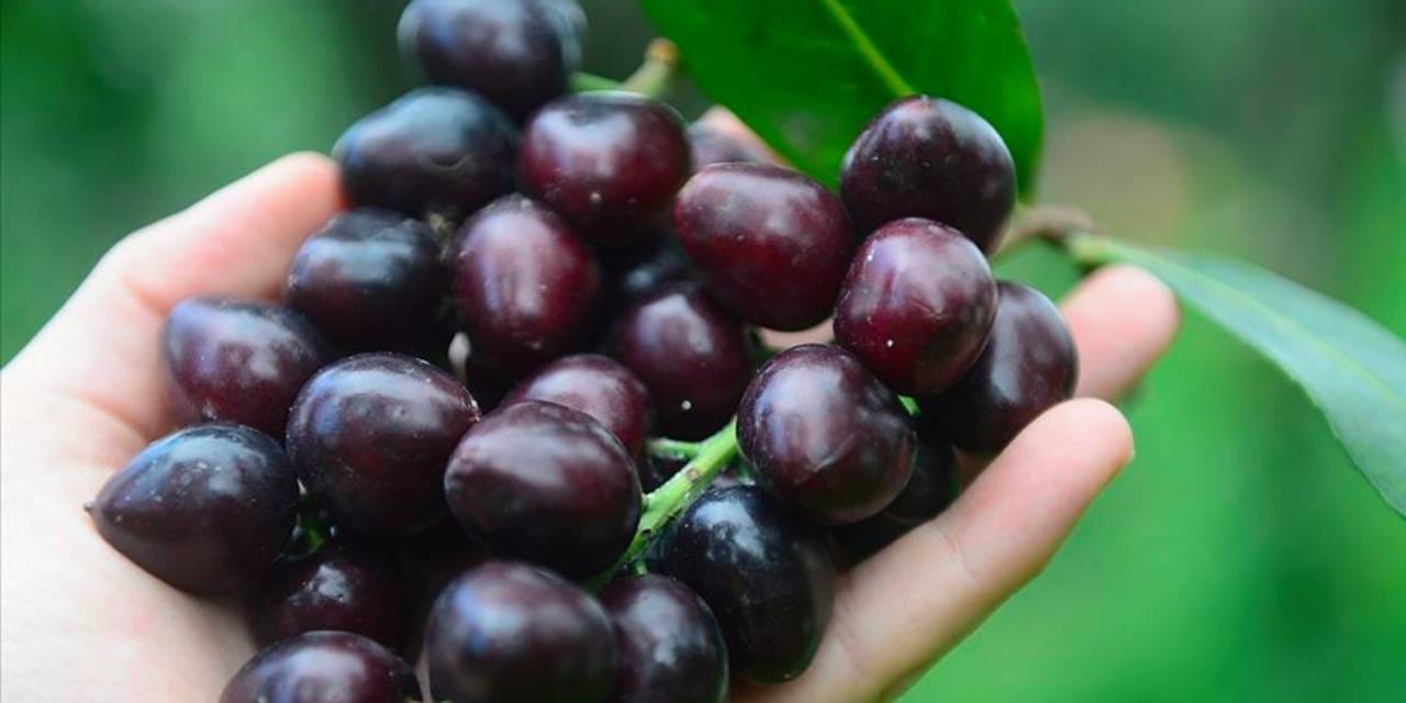 Ani gelen öksürükle ciğerine taflan çekirdeği kaçtı