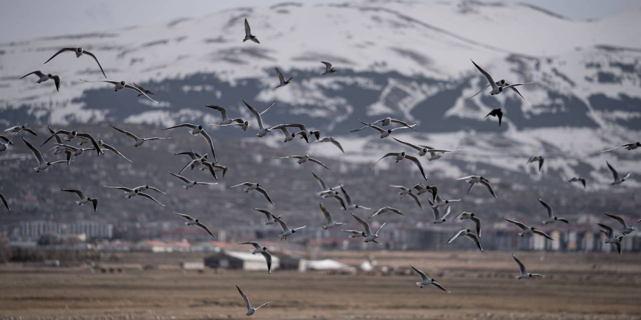 Batı Afrika'dan göç eden kuşlar Erzurum'a uğramadan gitmiyor