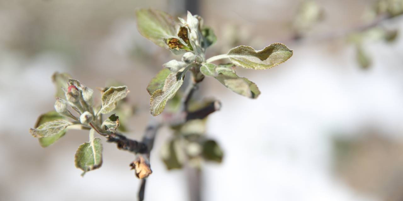 Zirai don elma üreticilerini vurdu: Rekolte düşüşü bekleniyor