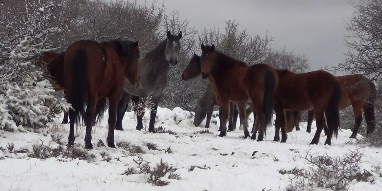 Karla kaplanan yaylada yılkı atları görüntülendi