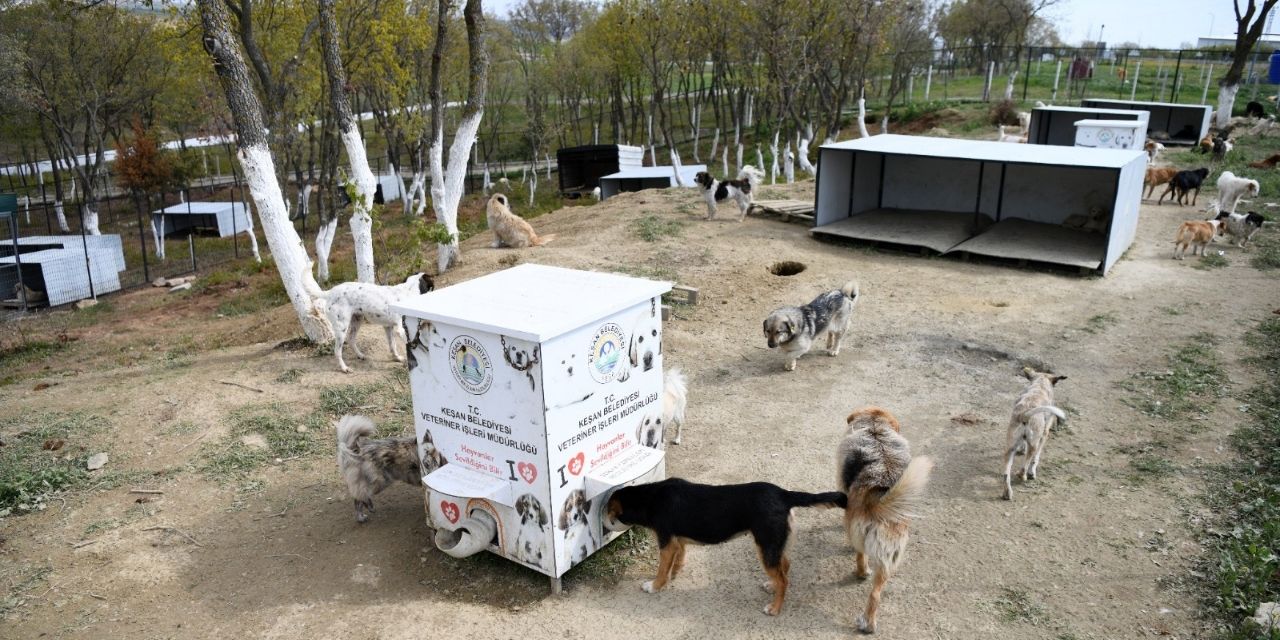 Sokak hayvanlarına 11 milyonluk yatırım