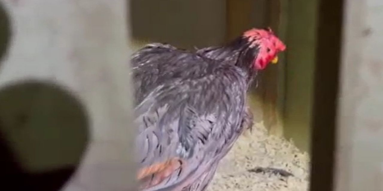 Horoz dövüştürenlere rekor ceza!