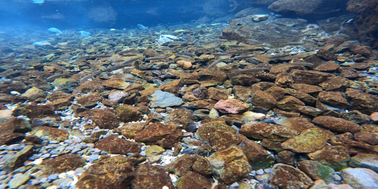 Diyarbakır'daki yanardağ eteklerinde doğal akvaryum: O balıklar oraya yüzerek mi  geldi?!