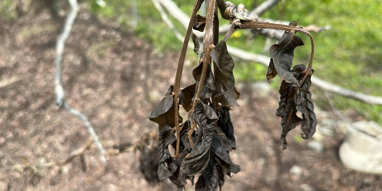 Elma ve kiraz üretimi durdu: Durum vahim!