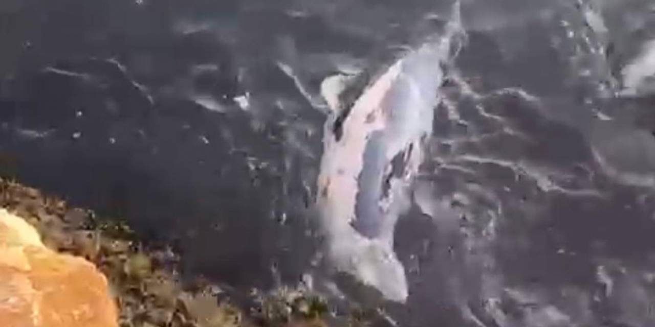 Ölü yavru yunus balığı sahile vurdu