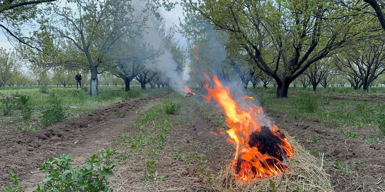 Zirai don tarımı vurdu: Üreticiler kayısı bahçelerinde ateş yakıyor