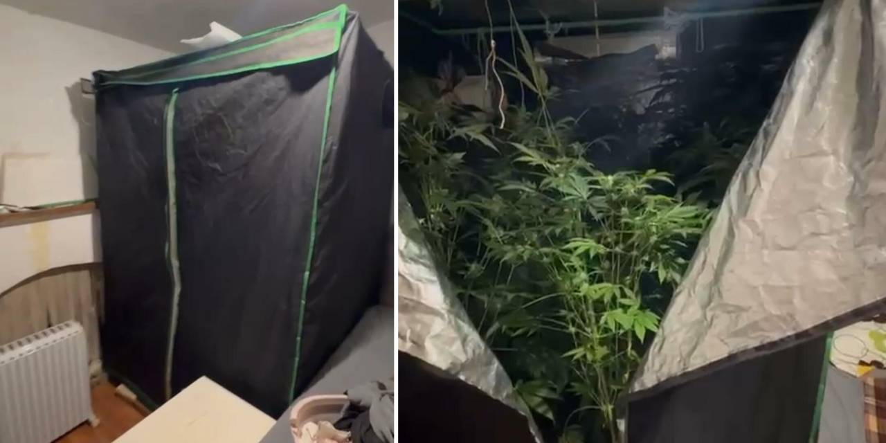 Evinde kenevir yetiştiren öğretmen açığa alındı!