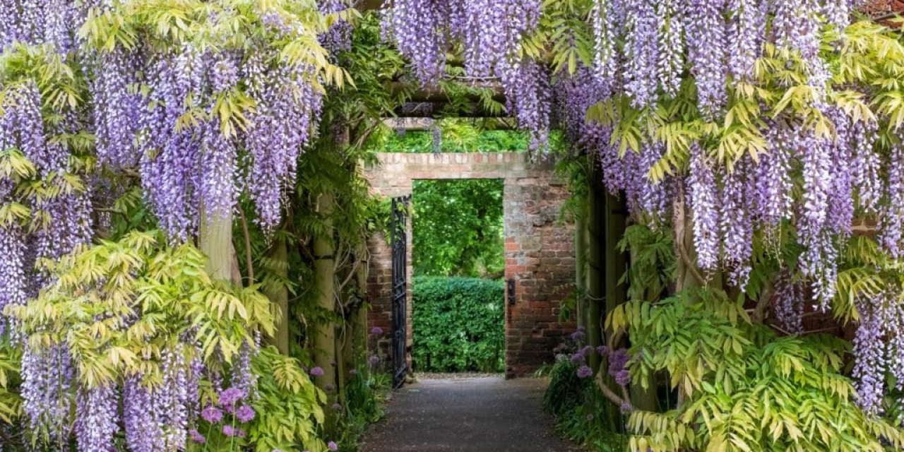 Bu güzel bitkinin büyüleyici çiçeklerinin yanı sıra karanlık bir tarafı var