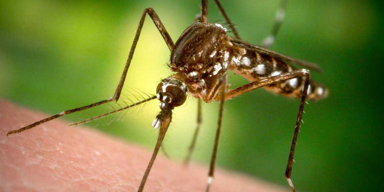 Paskalya öncesi korkutan uyarı: Sarıhumma yayılıyor, aşı şart!