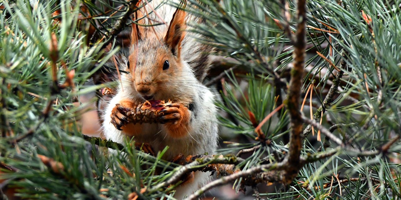 Karlar eriyince ortaya çıktılar