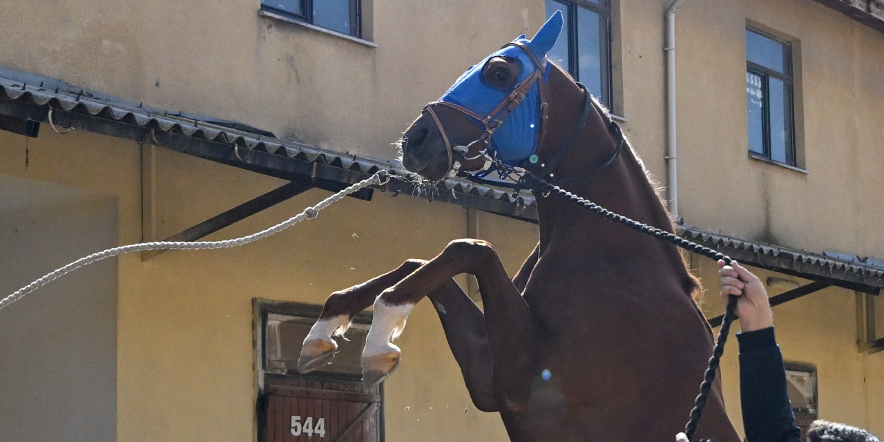 Milyon dolarlık atlar için tam teşekküllü hastanede şaha kalktı
