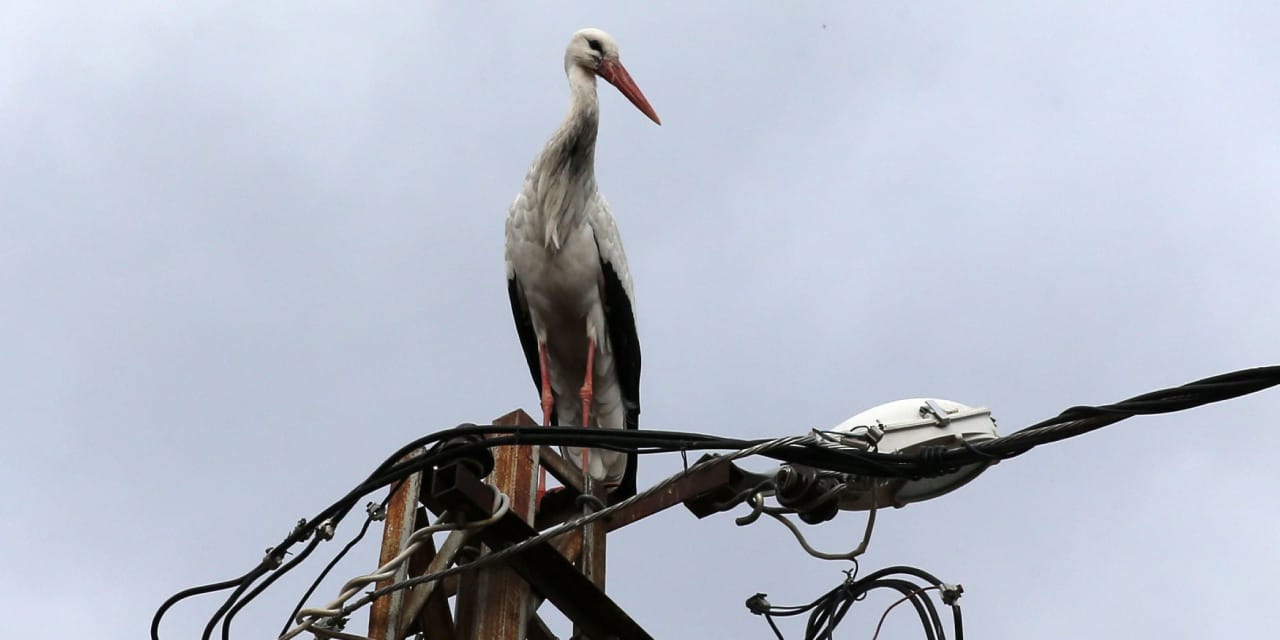 Muş’un sadık konukları yine geldi